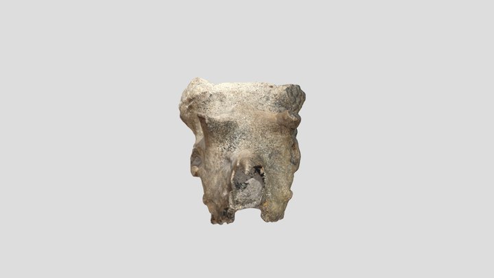 textured skull 3D Model