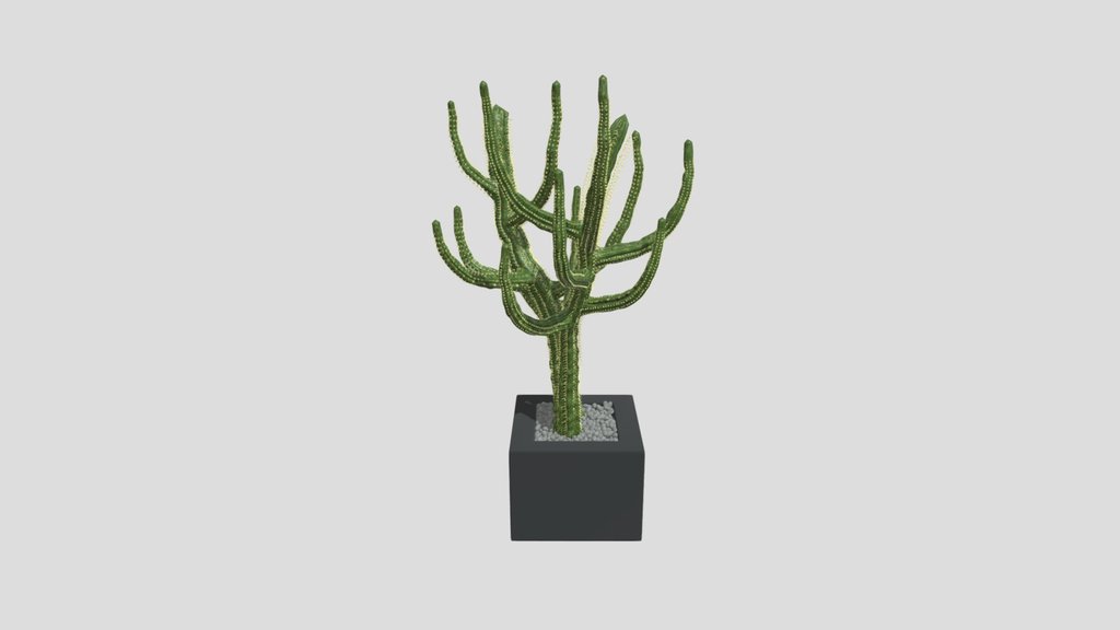 Kaktoos Tree