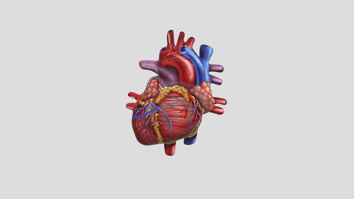 Jantung 2 3D Model