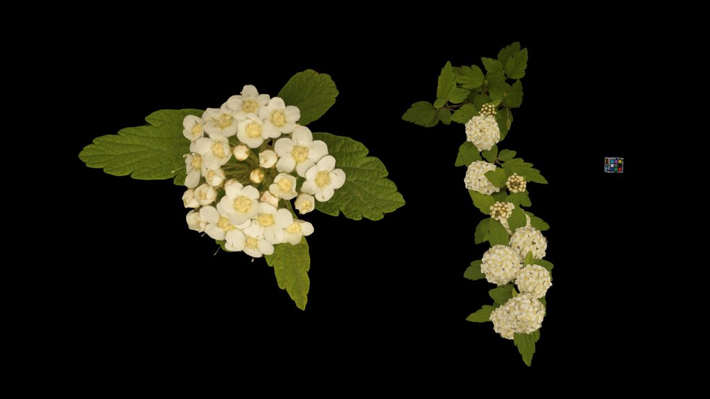 CC0 イブキシモツケ Ibuki Spirea, Spiraea dasyantha