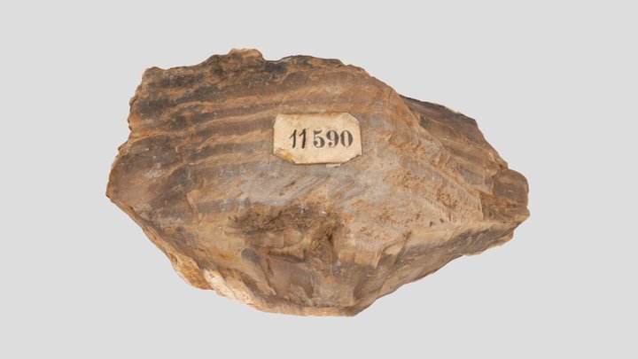 Fossilized Wood (NHMW-GEO-2024-0188-11590) 3D Model