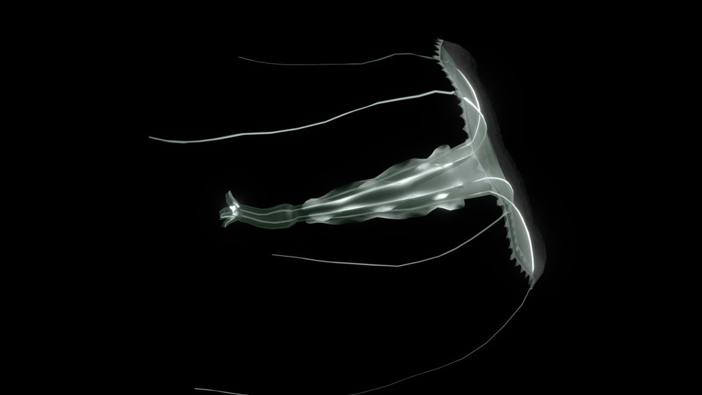 Liriope Jellyfish (Trachymedusae)