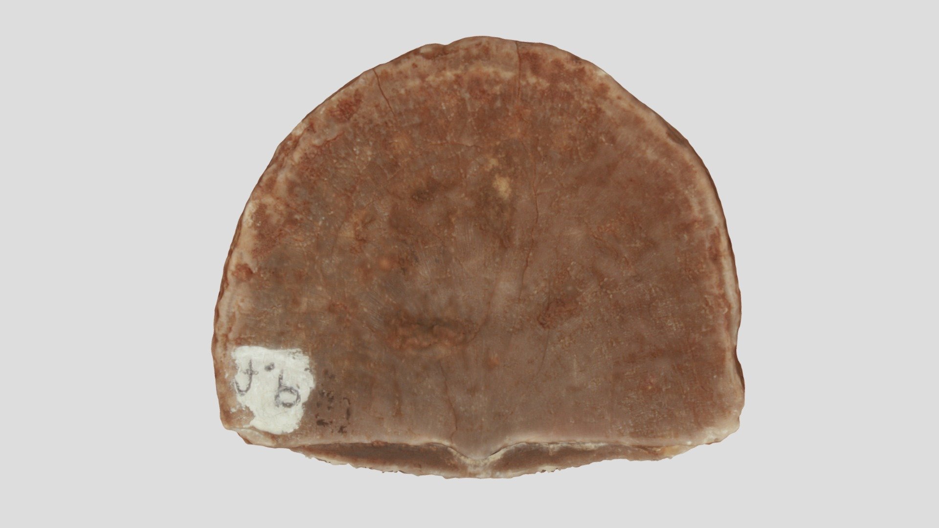 Raphinesquina sp.
