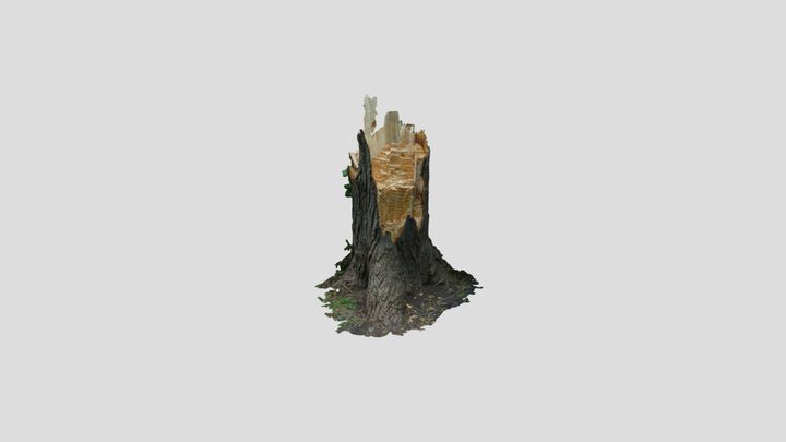 Stump 3D Model
