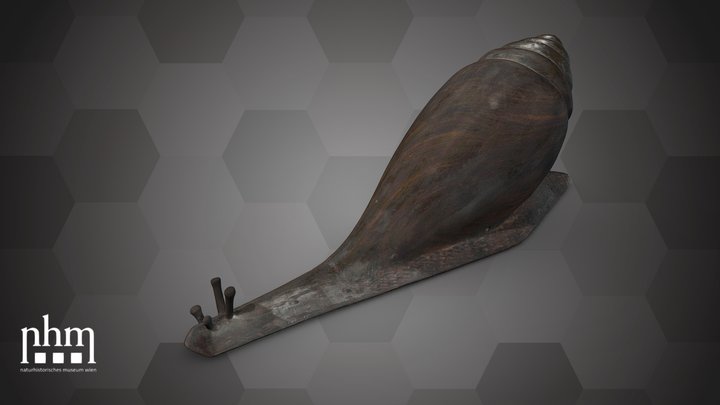Giant snail (NHMW-ZOO-MO-0081100-ETH-128b) – Modello 3D gratuito STL