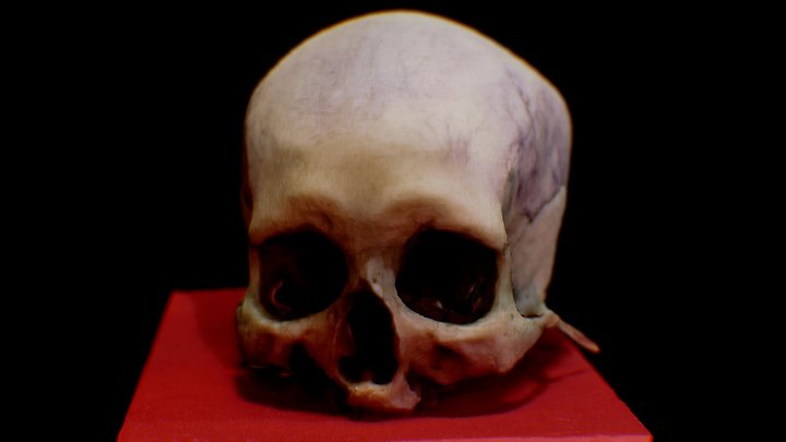 Skull 3D Model