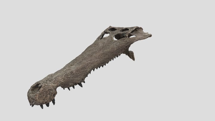 Borealosuchus formidabilis cranium 3D Model
