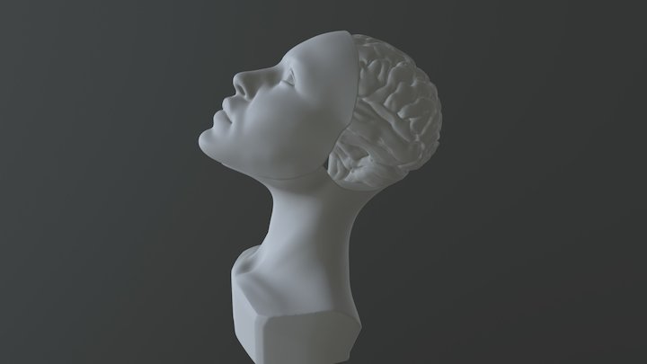 Brain Bust 3D Model