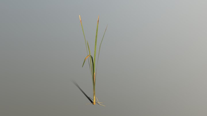 Рогоз (Cattail) 3D Model