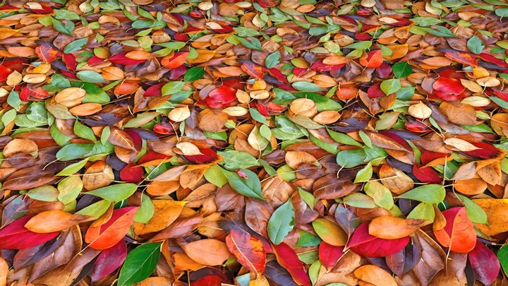 Texture of autumn leaves range, red and green – Modello 3D gratuito STL