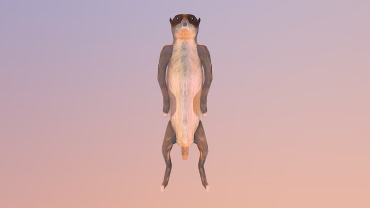 3D Meerkat 3D Model