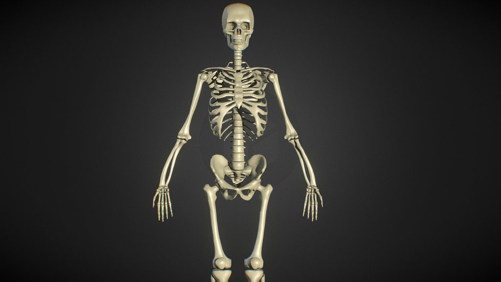Male Human Skeleton - ZBrush - Anatomy Study