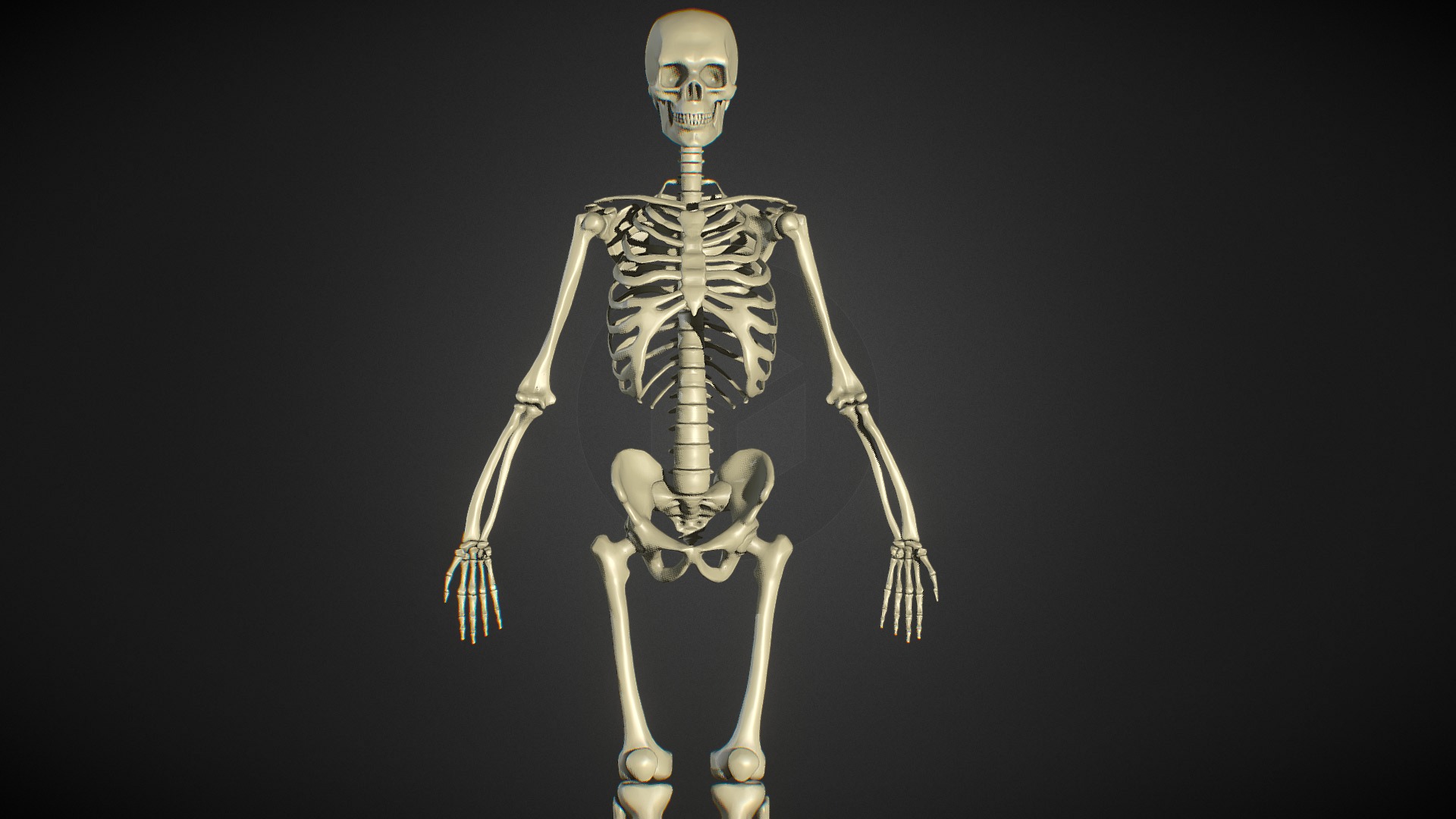 basic zbrush skeleton