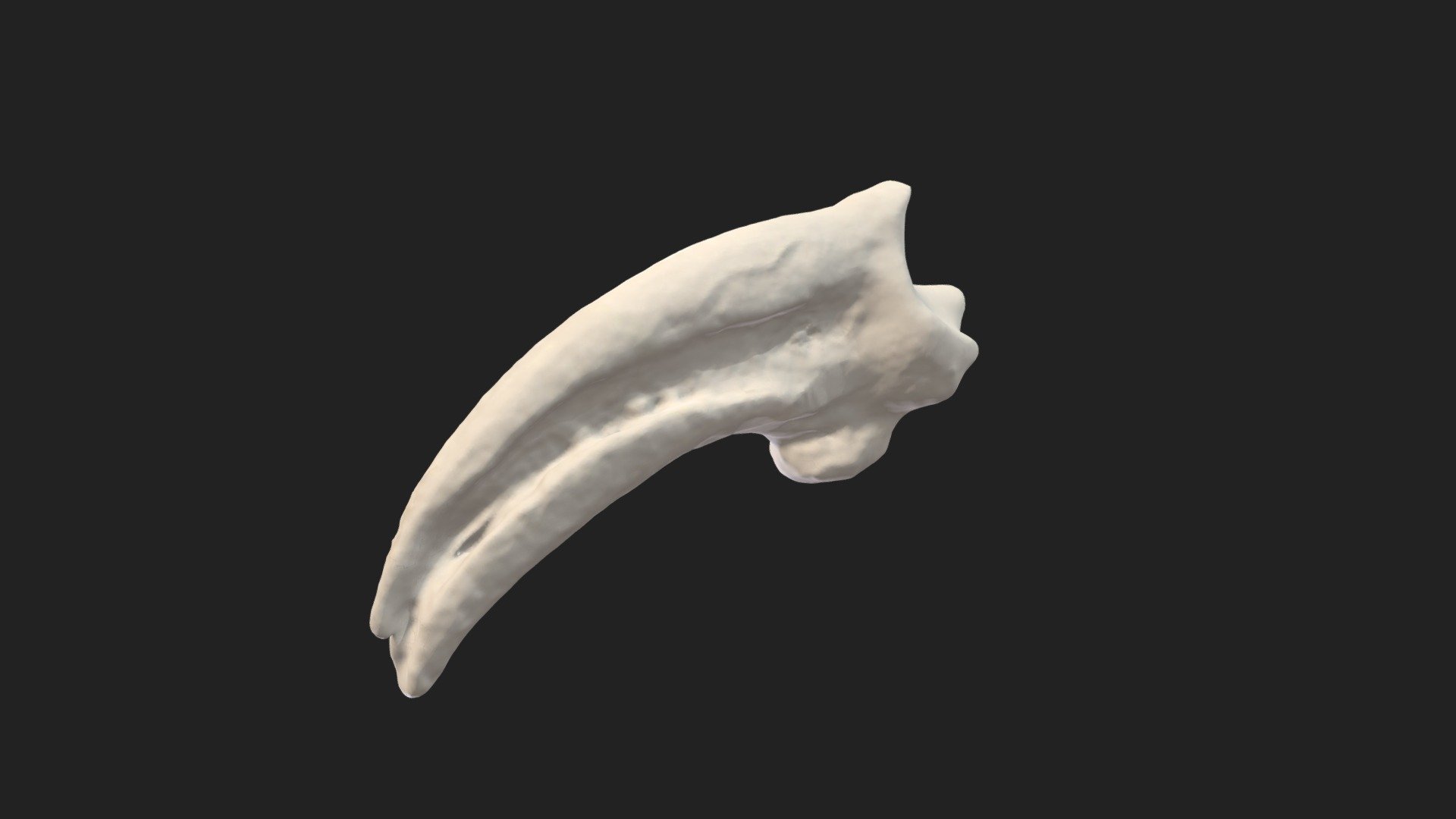 distal phalanx (phalanx distalis) pigeon - Download Free 3D model by ...