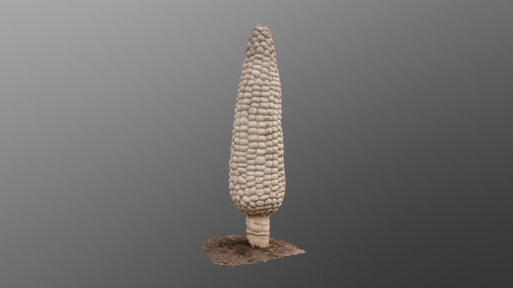 Corn from Field of Corn (w/ Osage Orange Trees) 3D Model