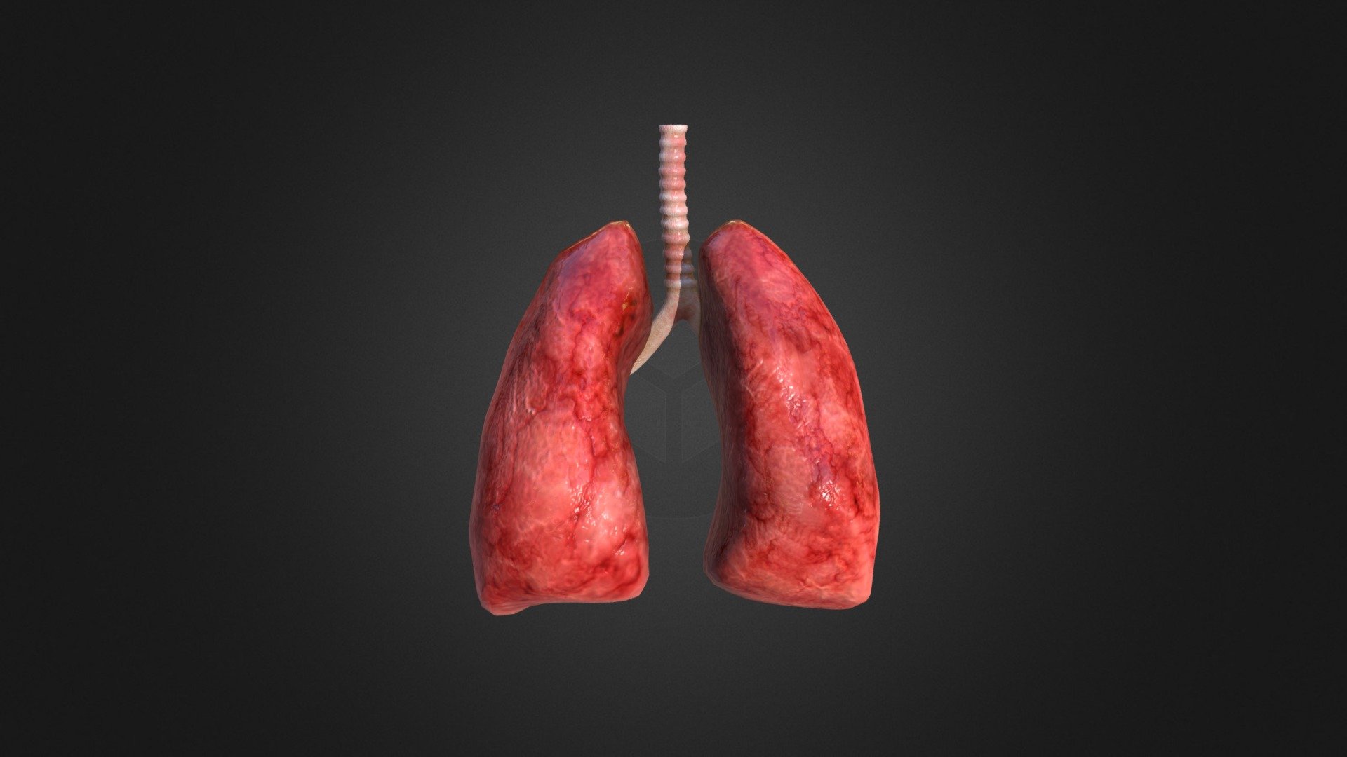 Human Lungs - 3D model by Mesh21 [665d7dd] - Sketchfab