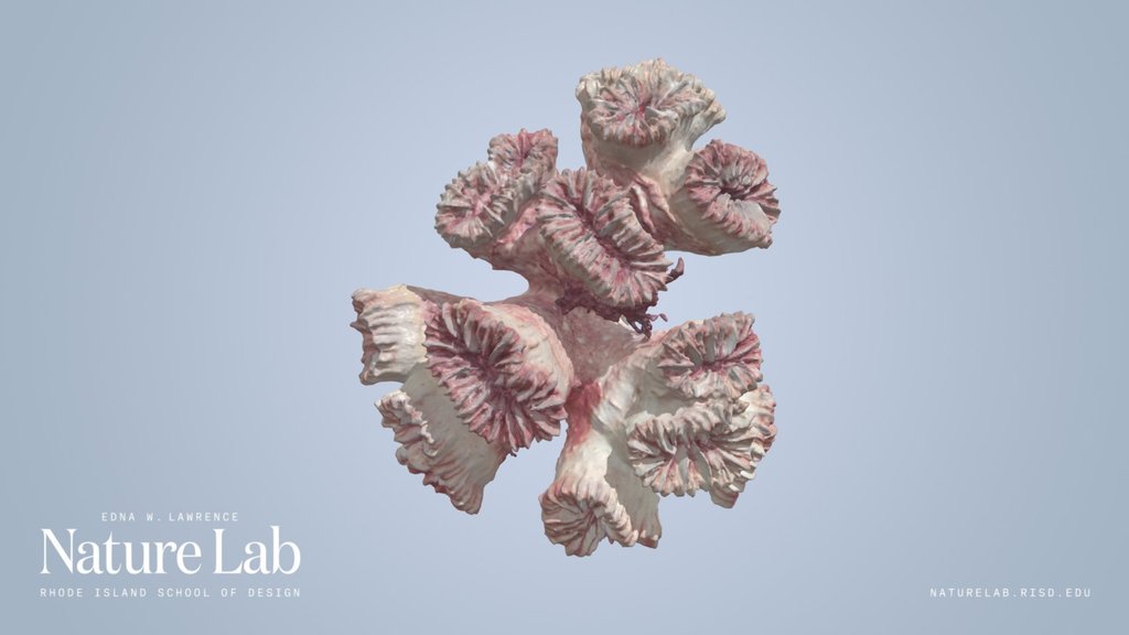 Coral
