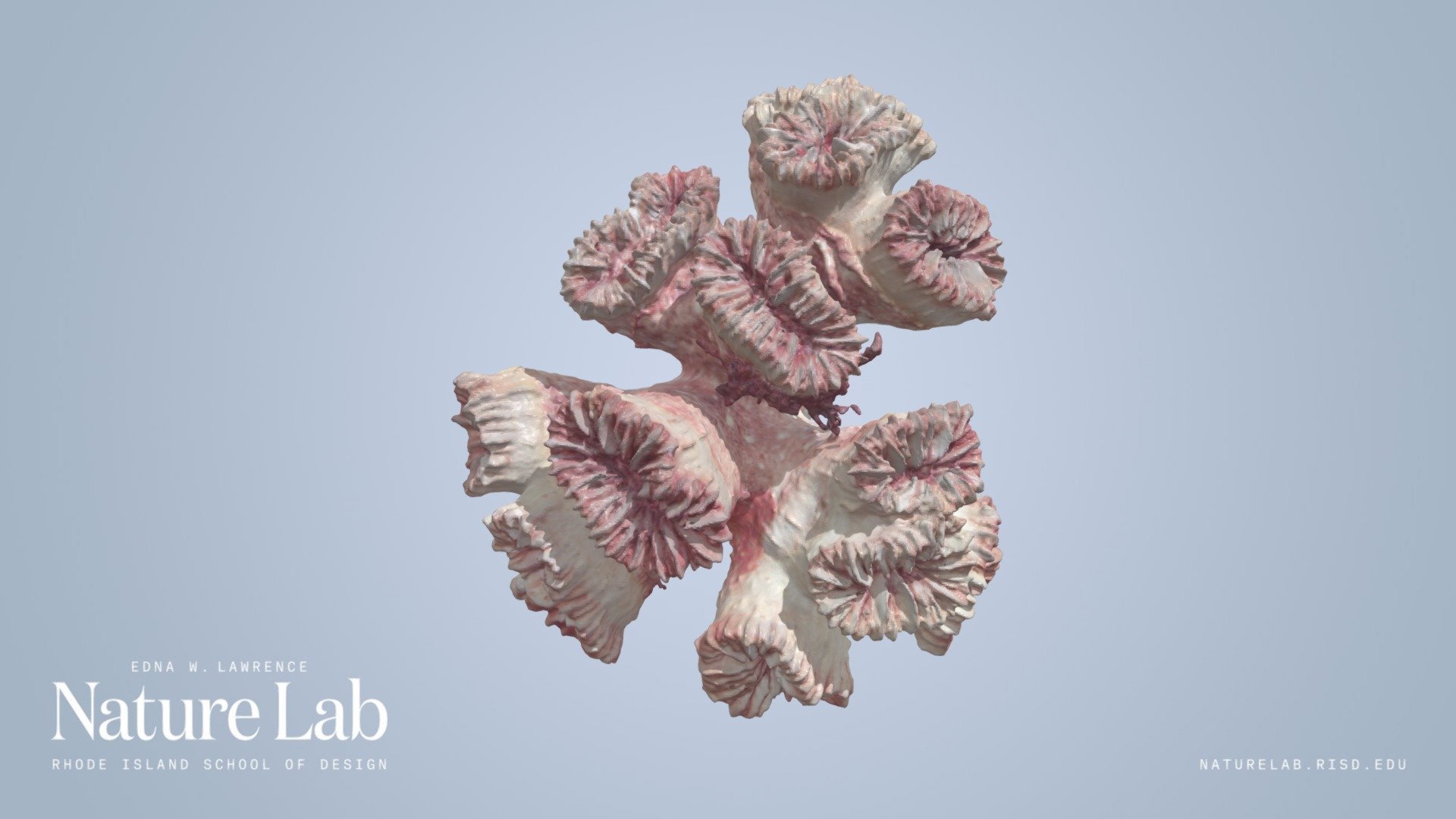 Coral