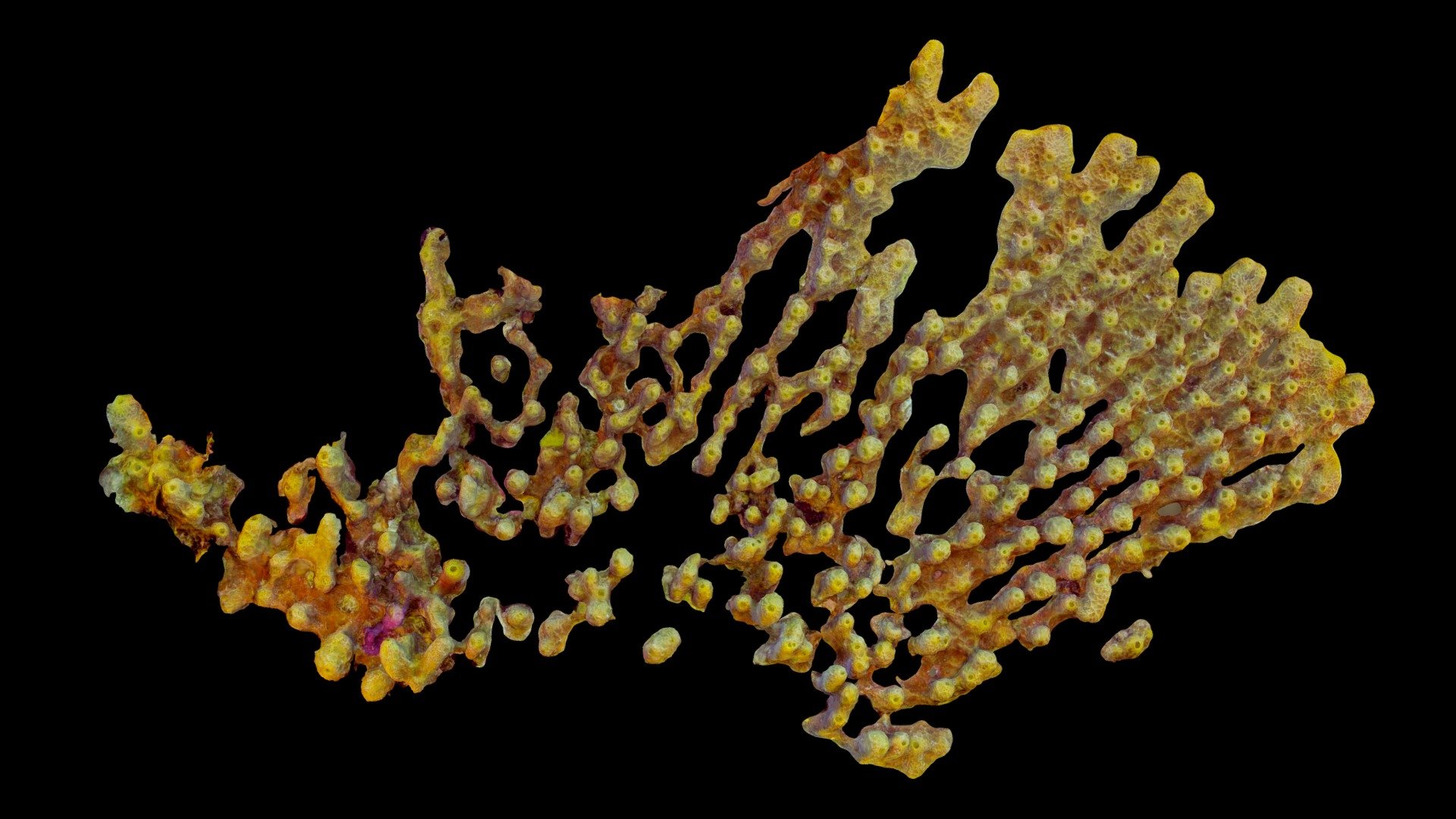 #43: Verongula rigida