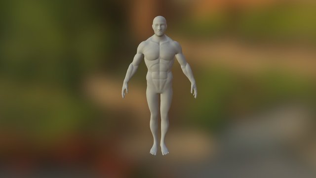 Torso 3D Model