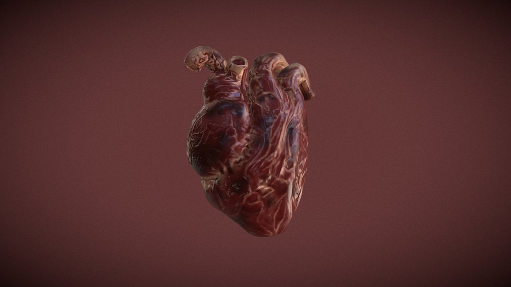 Heart - 3D model by iineo [665fa40] - Sketchfab