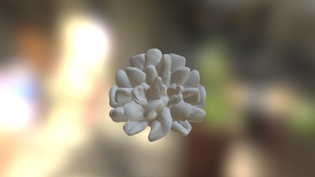 Cauliflower Coral -OK health 3D Model