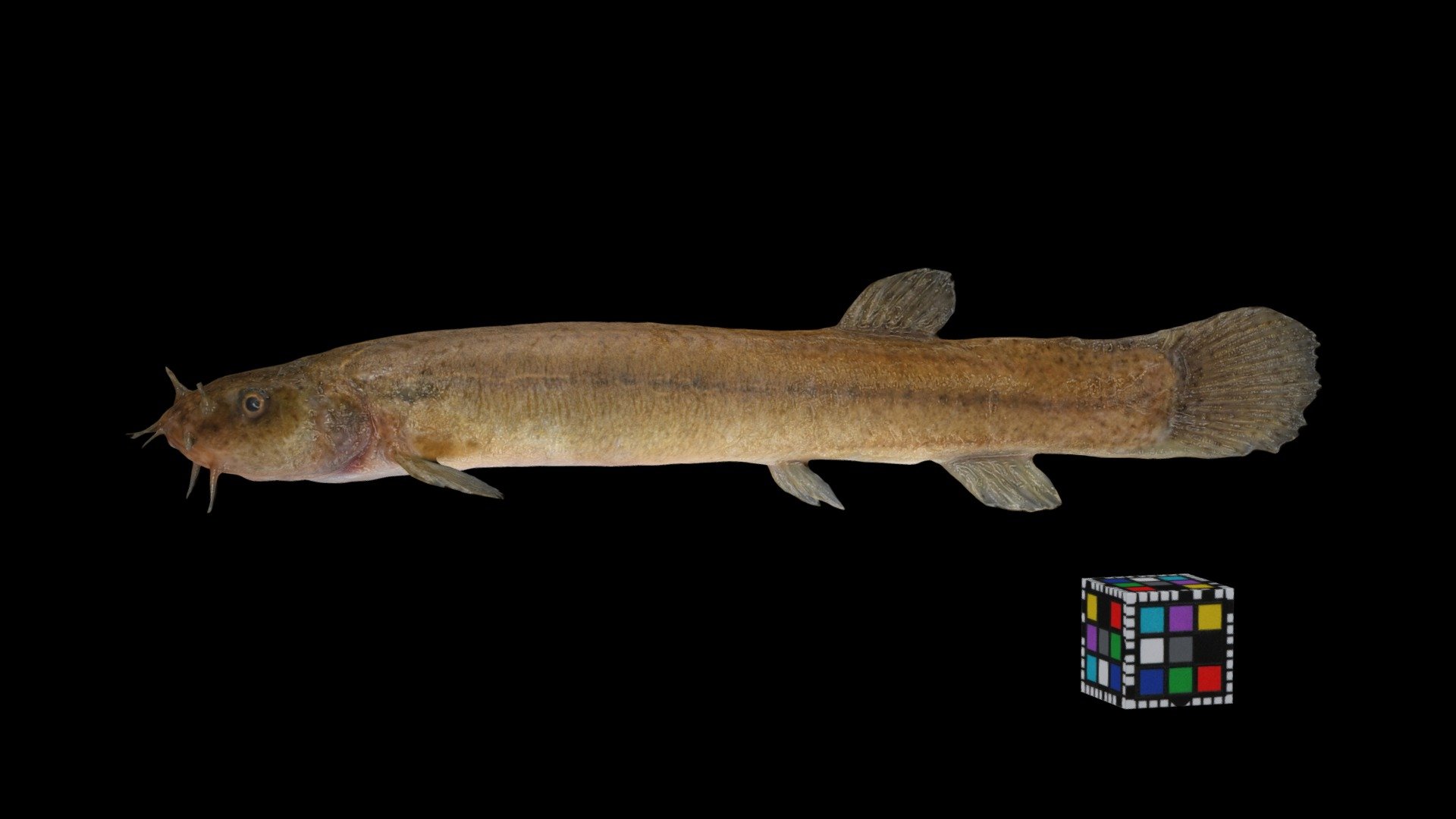 ホトケドジョウ ♀ Buddha Loach, Lefua echigonia