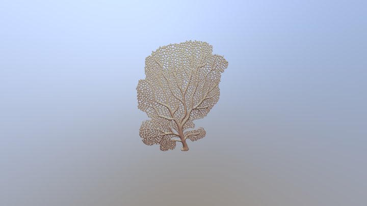 Sefan coral 2 3D Model
