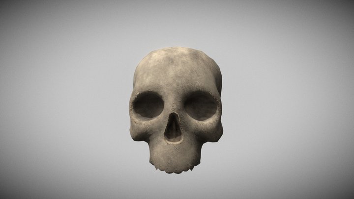 Skull 3D Model