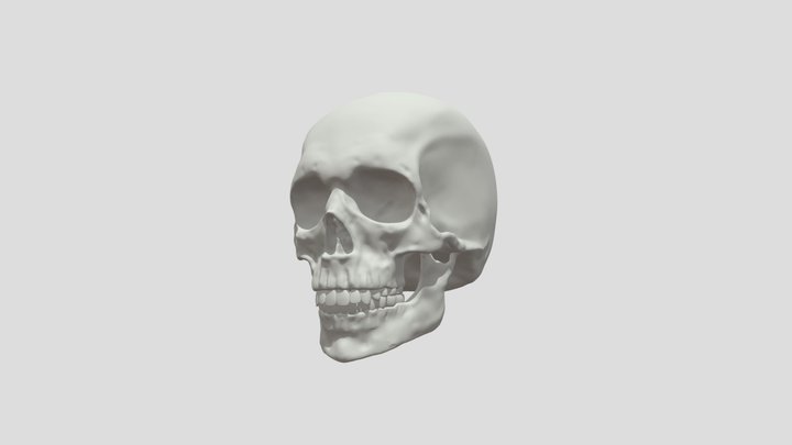 Skull sculpt practice 3D Model