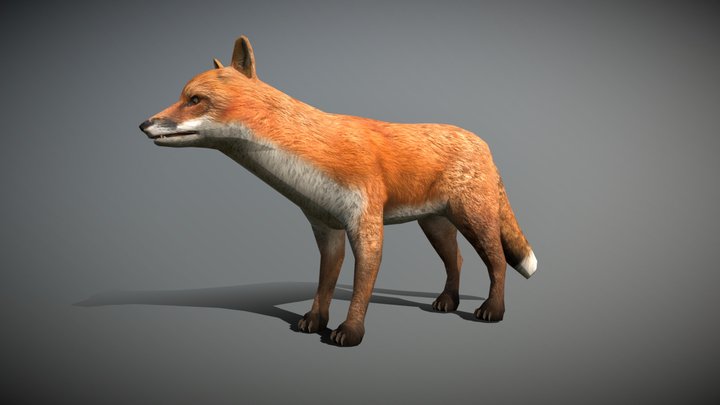 Wild animals - Fox 3D Model