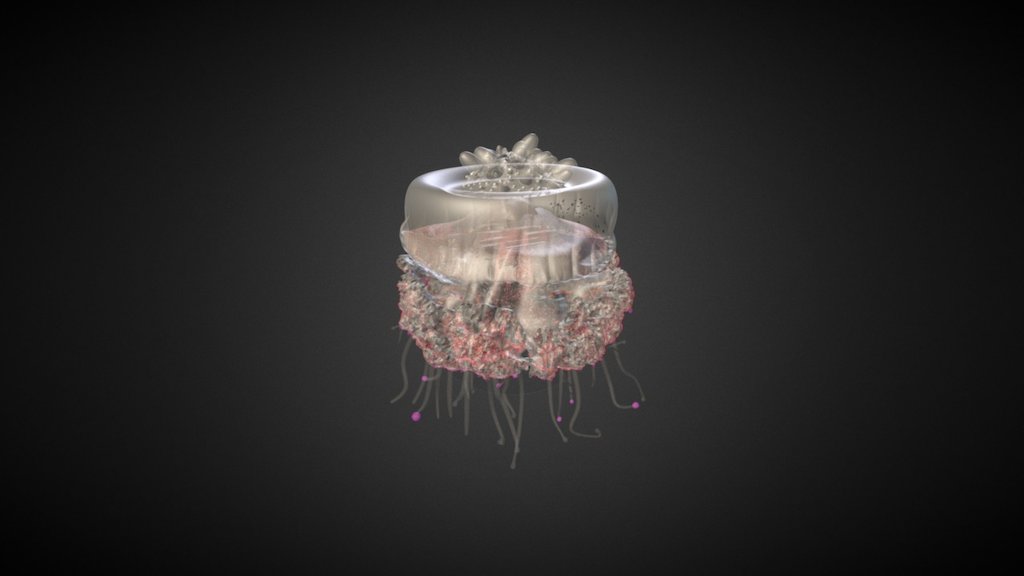 Jellyfish