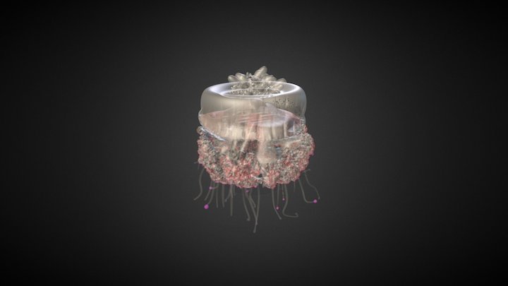 Jellyfish 3D Model