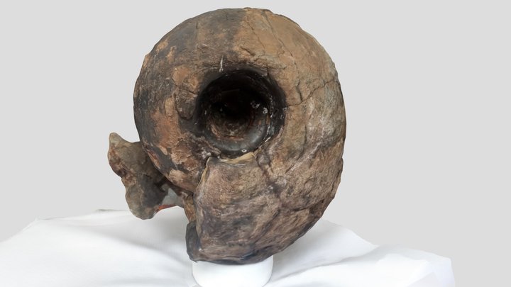 ammonite Rondiceras 3D Model