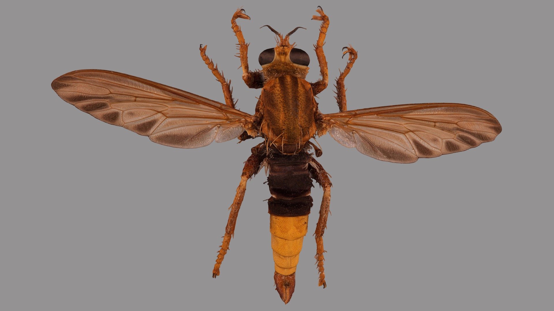 Asilus crabroniformis - 3D model by VirNat [6676767] - Sketchfab