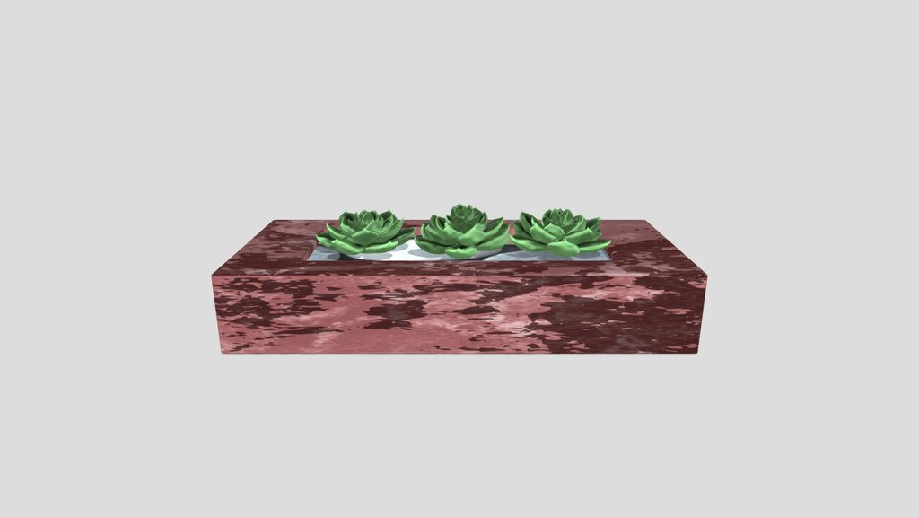 Brown Succulent