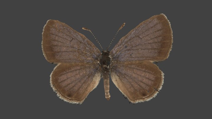 Luthrodes Galba – Modello 3D gratuito STL