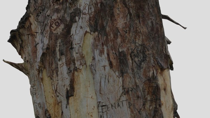 Tattooed Bluegum tree 3D Model