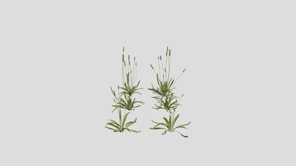 Ribwort Plantain