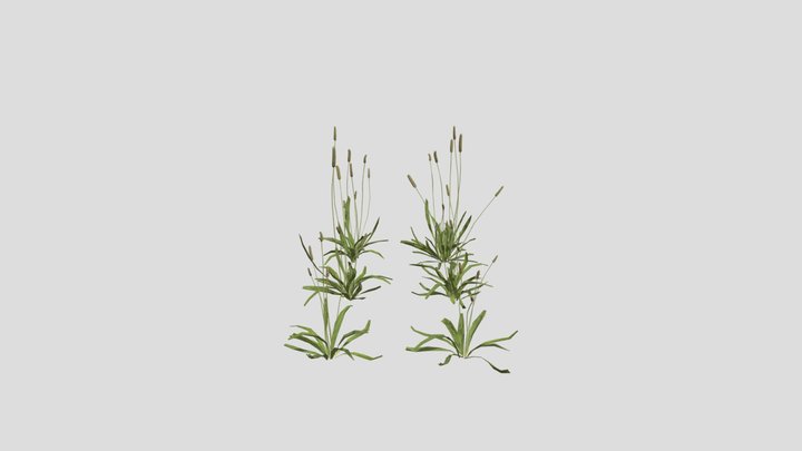 Ribwort Plantain
