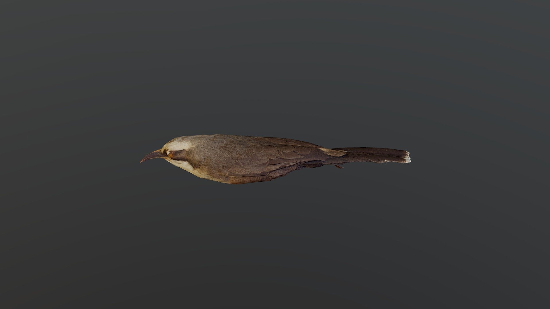 Gray-crowned Babble - Pomatostomus tempo.