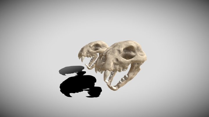 Сheetah skull 3D Model