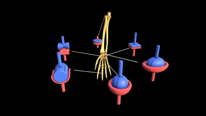Animation of the Anatomy of Joint Types 3D Model