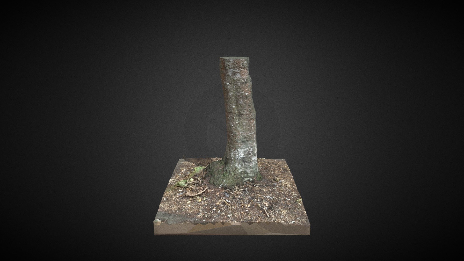 Tree Stump - Download Free 3D model by DAC Photoscan (@DACPhotoscans ...