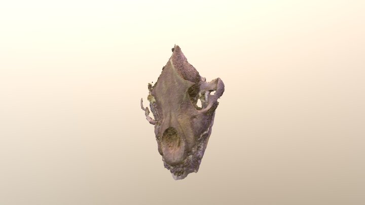 Hyena skull 3D Model