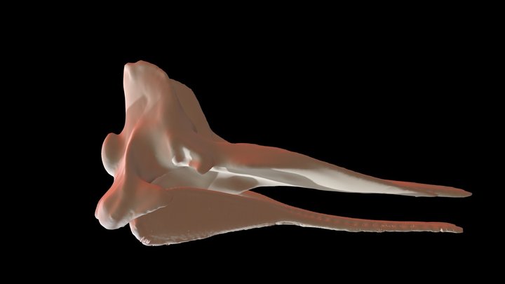 Skull Scan: Adolescent Female Sperm Whale 3D Model