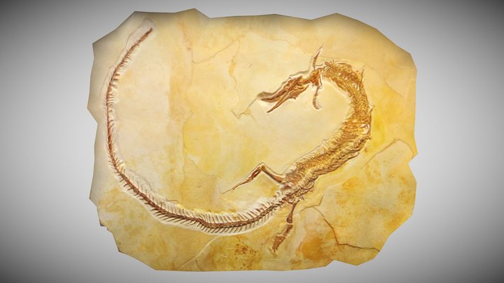 Pleurosaurus goldfussi Fossil – Kostenloses 3D-Modell STL