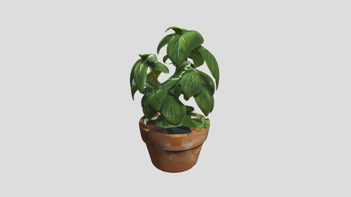 Basil plant 3D Model