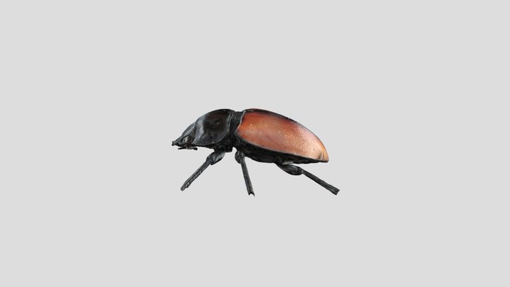 甲虫6 3D Model
