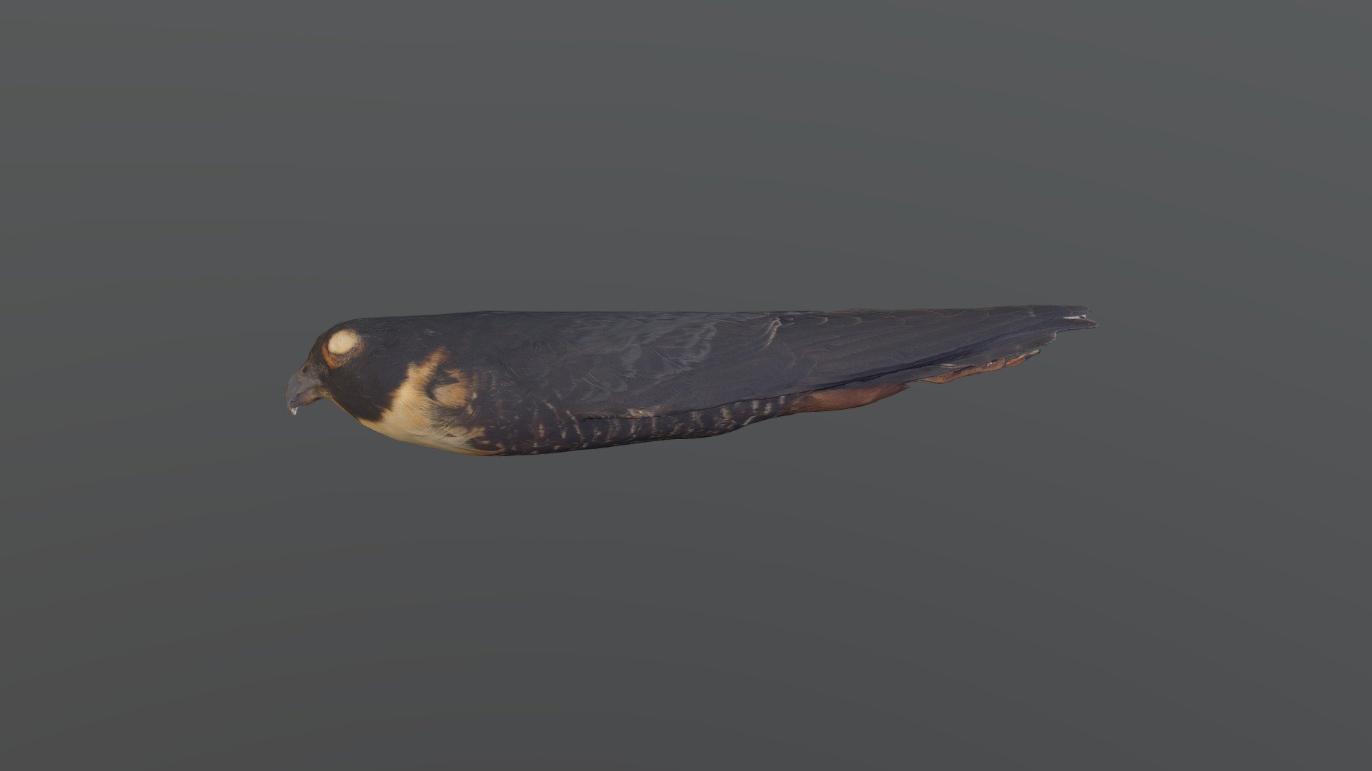 Bat Falcon - Falco rufigularis